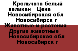 Крольчата белый великан › Цена ­ 500 - Новосибирская обл., Новосибирск г. Животные и растения » Другие животные   . Новосибирская обл.,Новосибирск г.